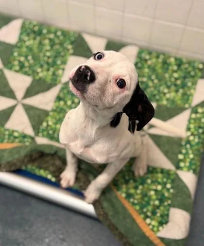 A baby large-sized female Boxer dog named Luna for adoption in Morton Grove, IL