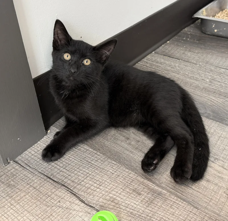 A baby medium-sized male Black Domestic Short Hair cat named LITTLE SPITFIRES  Sassy for adoption in Clayville, RI