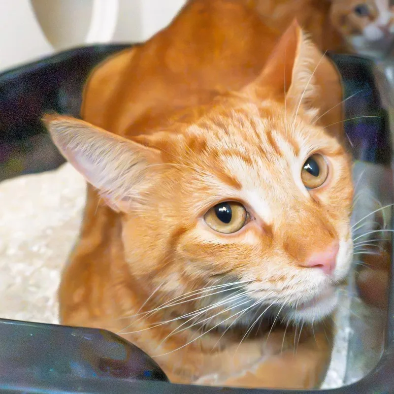 An adult medium-sized female Orange / Red Domestic Short Hair cat named Cookie for adoption in South Elgin, IL