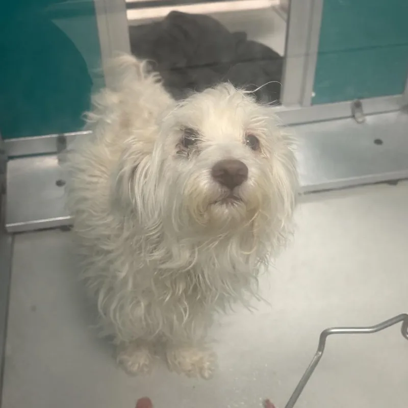 An adult small-sized male Maltese dog named Pip C for adoption in Oklahoma City, OK