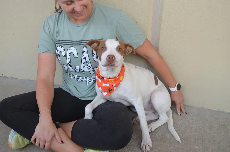 An adult large-sized male Terrier dog named Wraith for adoption in McKinney, TX