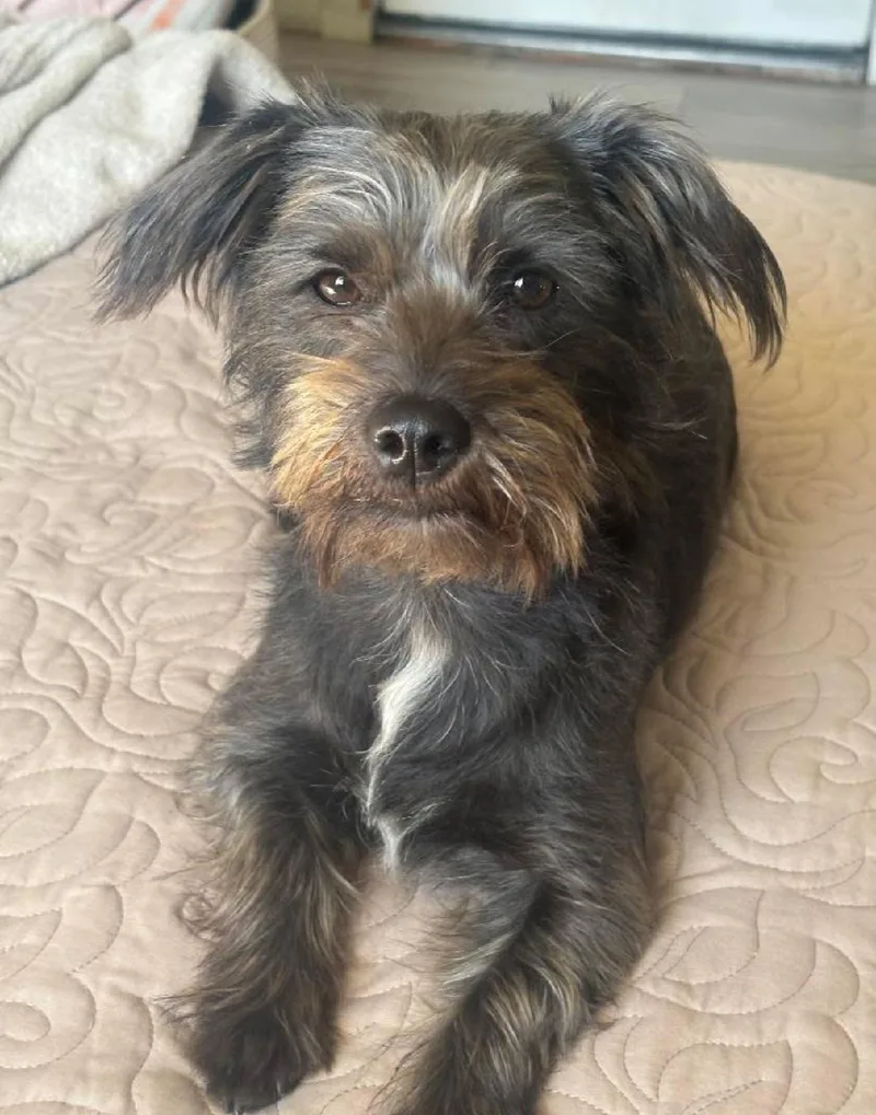 An adult small-sized female Brown / Chocolate Schnauzer dog named Sigourney Woofer for adoption in Thousand Oaks, CA