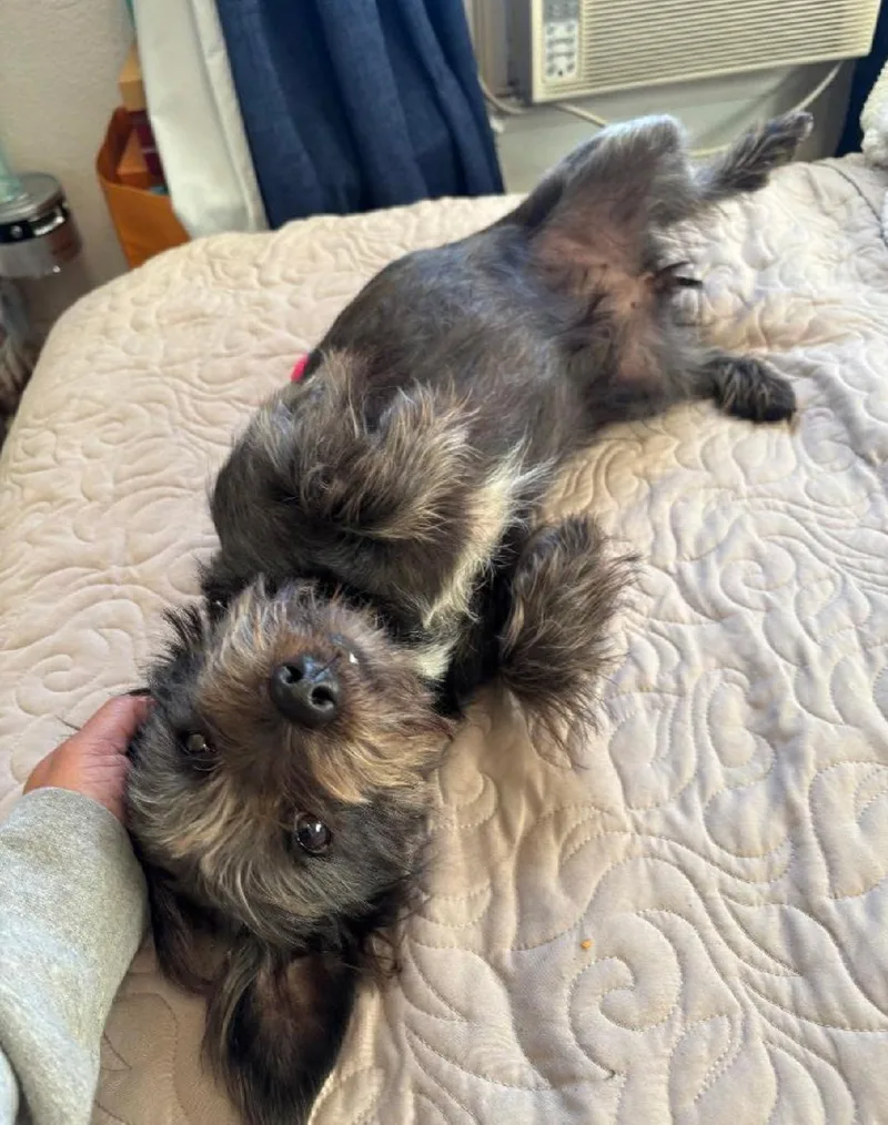 Sigourney Woofer thumbnail 2