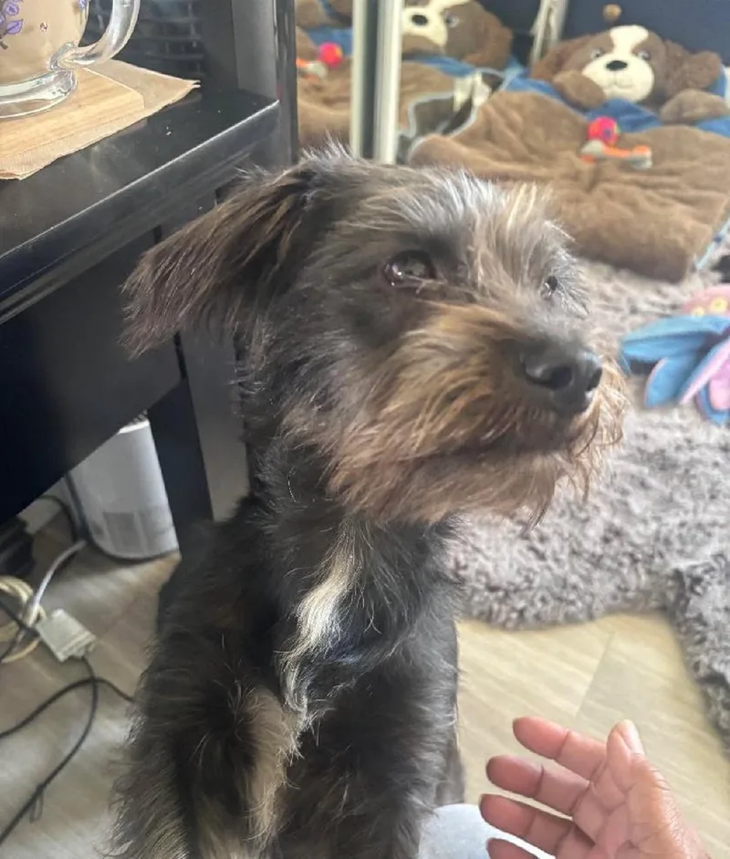 Sigourney Woofer thumbnail 3