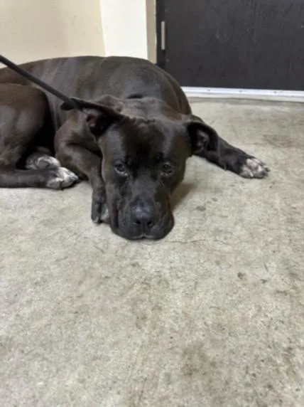 A young large-sized male Mixed Breed dog named Willy for adoption in Los Angeles, CA