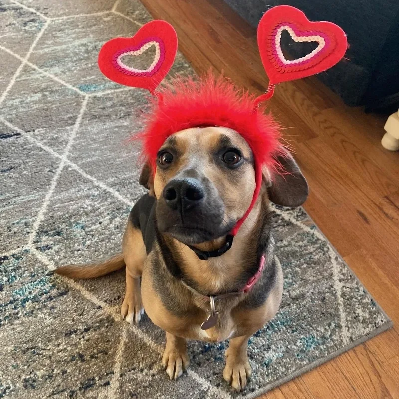 An adult medium-sized female Bicolor Hound dog named Willow for adoption in Columbia, MD