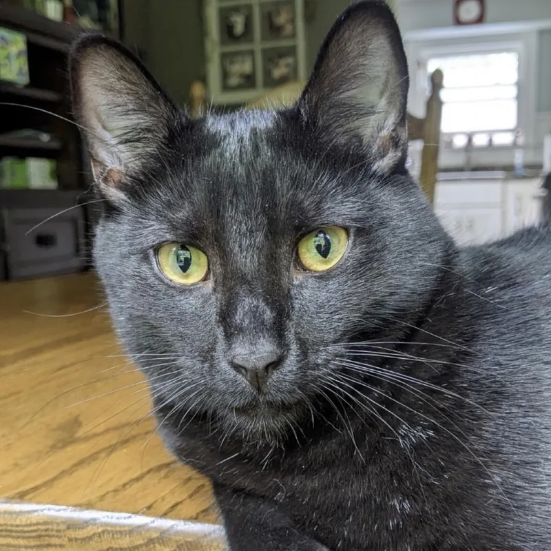 An adult large-sized male Black Domestic Short Hair cat named Dax for adoption in Medina, OH