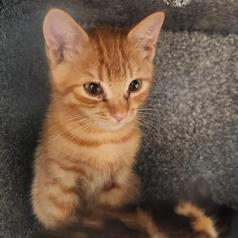 A baby small-sized male Orange / Red Domestic Short Hair cat named Haiku for adoption in Reno, NV