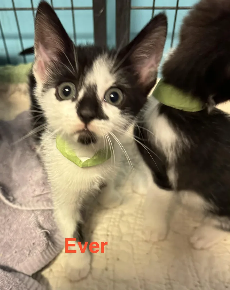 A baby small-sized male White Domestic Short Hair cat named Ever for adoption in Shrewsbury, MA