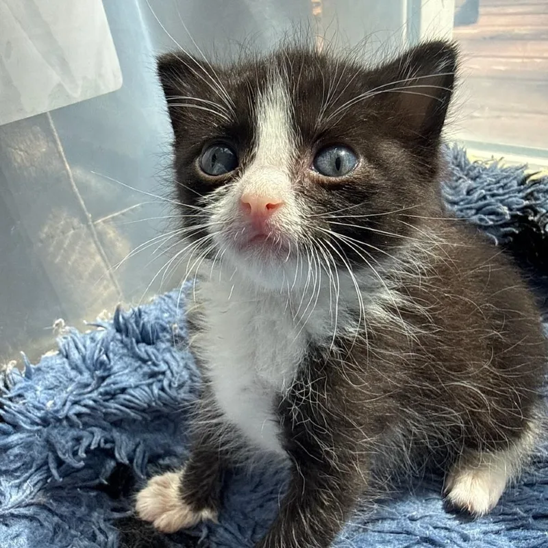 A young medium-sized male Black & White / Tuxedo Domestic Short Hair cat named Stitch for adoption in Crookston, MN