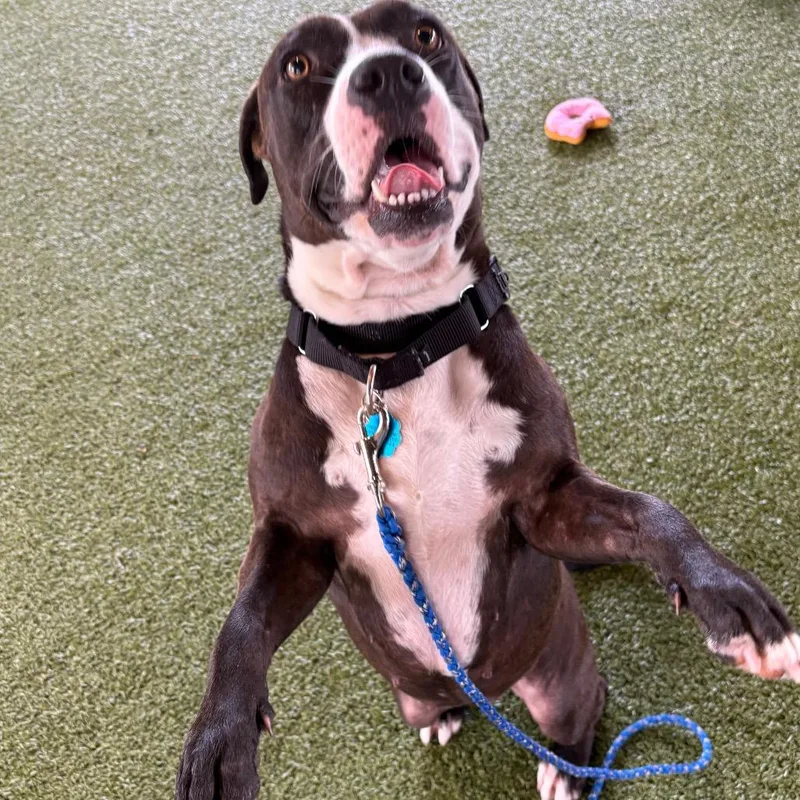 A young medium-sized female Black Mixed Breed dog named Mirabella for adoption in West Palm Beach, FL