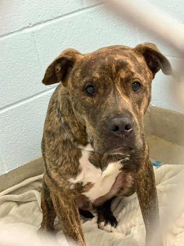 A young medium-sized male Pit Bull Terrier dog named Francis for adoption in Millersville, MD
