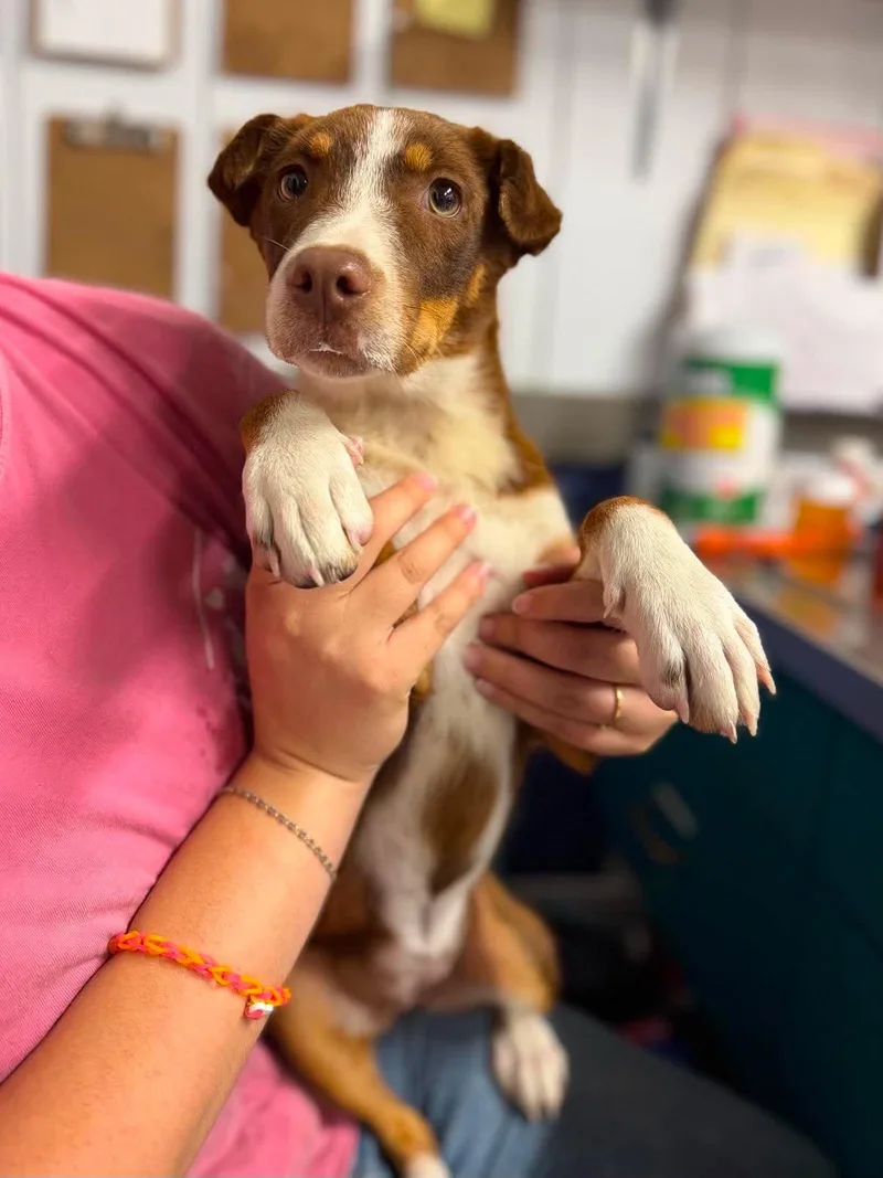 A young medium-sized female Brown / Chocolate Mixed Breed dog named Reba for adoption in Leitchfield, KY