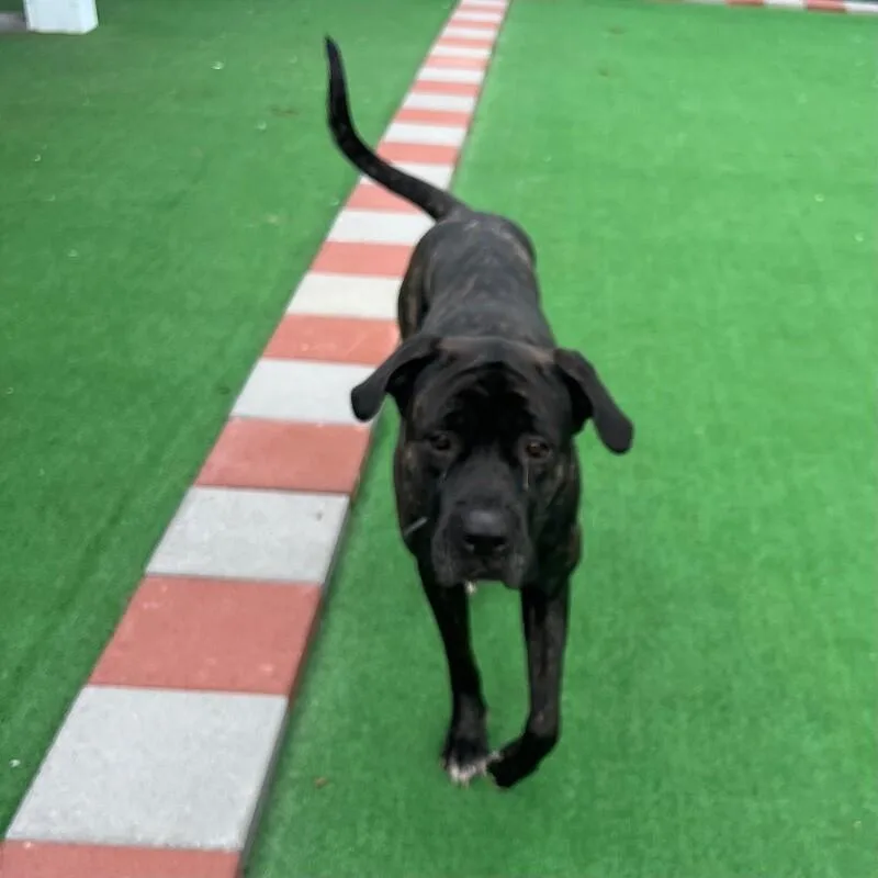 An adult extra large-sized female Cane Corso dog named Georgia Mae for adoption in Roanoke, VA