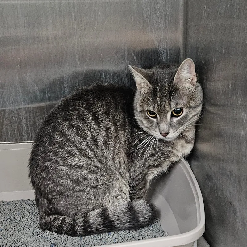 A young small-sized male Gray / Blue / Silver Domestic Short Hair cat named Clover for adoption in Montgomery, AL