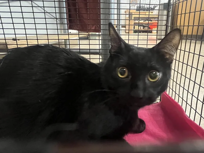 A young large-sized male Domestic Long Hair cat named Marshall for adoption in San Pedro, CA