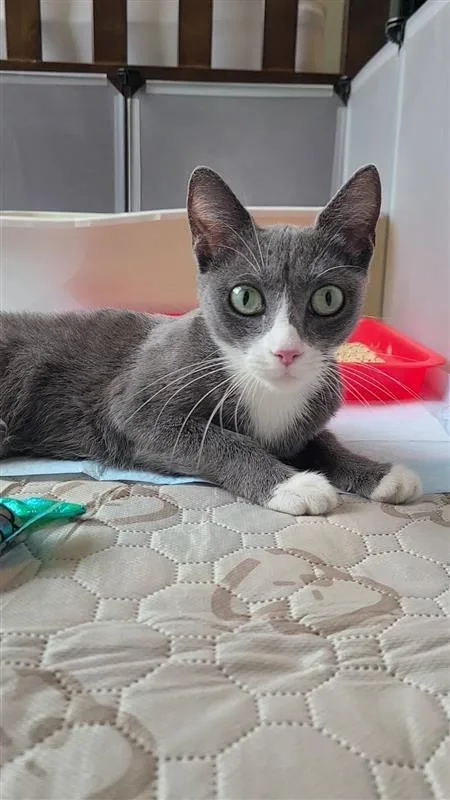 A baby small-sized female Domestic Short Hair cat named Molly for adoption in Fayetteville, AR
