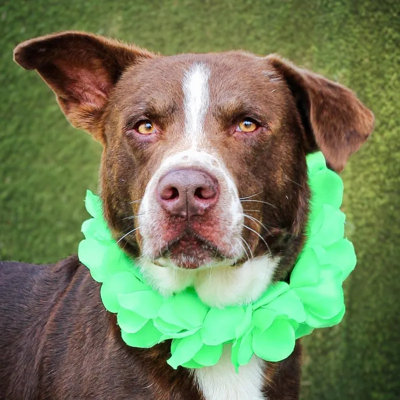 An adult medium-sized male Brown / Chocolate Mixed Breed dog named Brick for adoption in Lake Jackson, TX