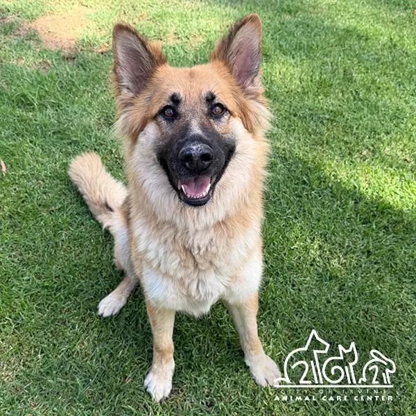 An adult large-sized female Shepherd dog named Summer for adoption in Irvine, CA