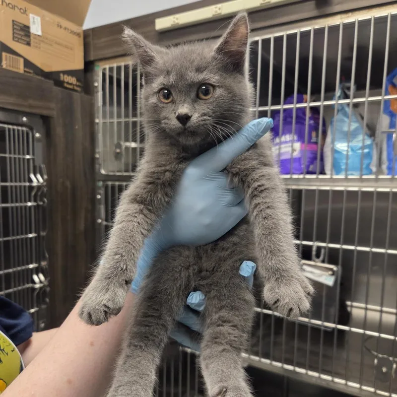 A baby small-sized male Gray / Blue / Silver Domestic Short Hair cat named Scramble for adoption in Hinsdale, IL