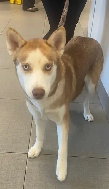 An adult large-sized female Siberian Husky dog named Unknown for adoption in Rancho Cucamonga, CA