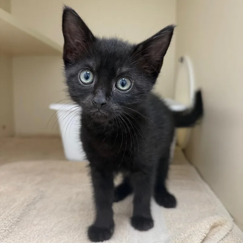 A baby small-sized female Black Domestic Short Hair cat named Misty for adoption in Bradenton, FL