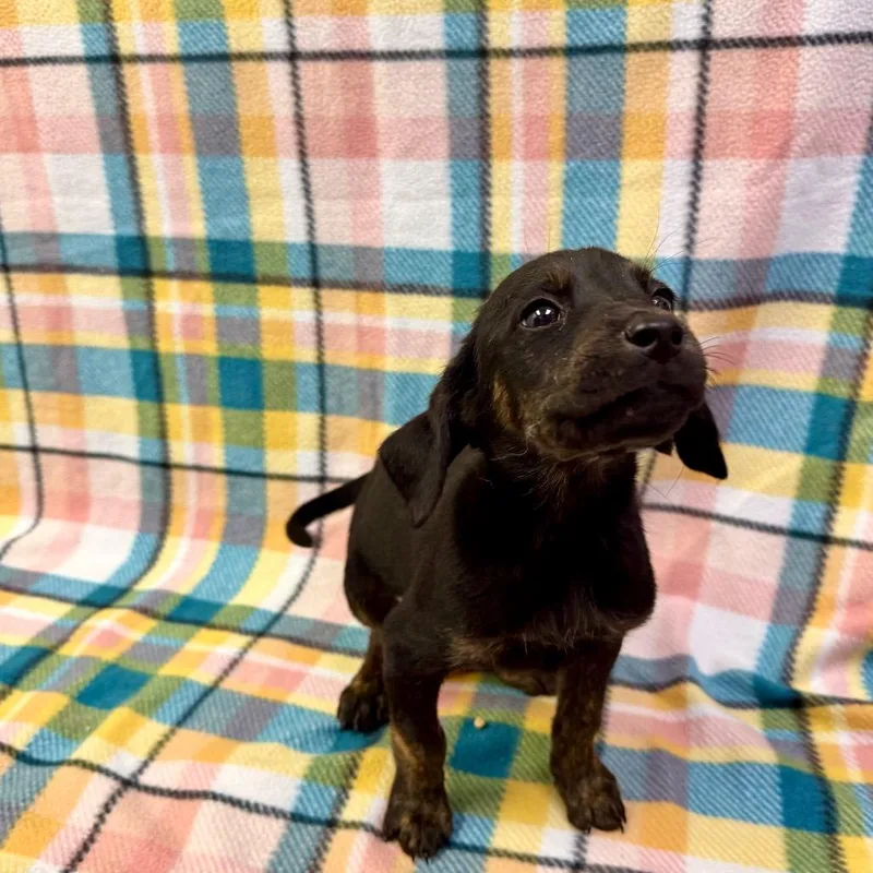 A baby small-sized female Black Hound dog named Wonder Woman for adoption in Deerfield, IL