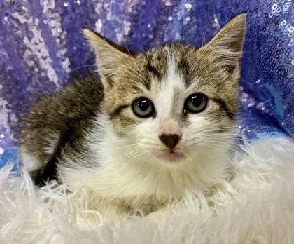 A young medium-sized male Domestic Short Hair cat named Silhouette for adoption in Clarkesville, GA