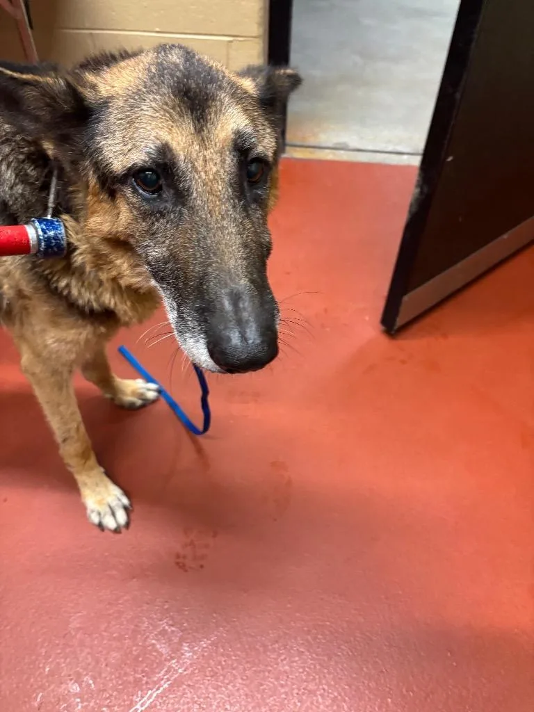 A senior extra large-sized male German Shepherd Dog dog named Whiskey for adoption in Douglasville, GA