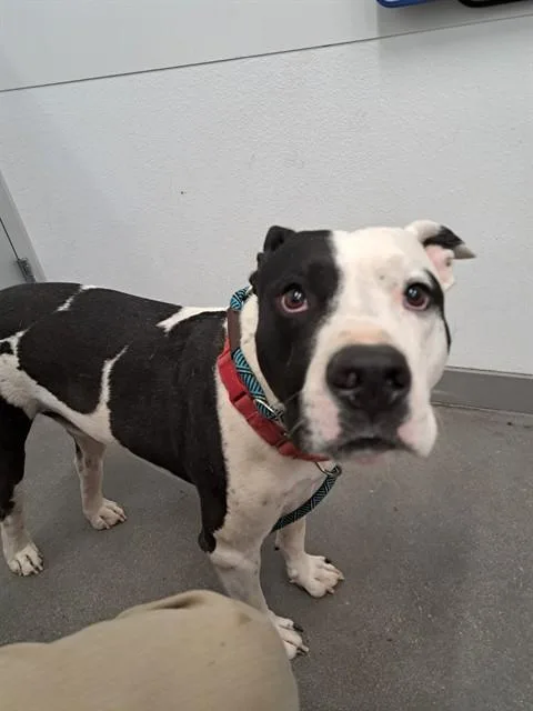 An adult medium-sized male Pit Bull Terrier dog named Zen for adoption in Mesa, AZ