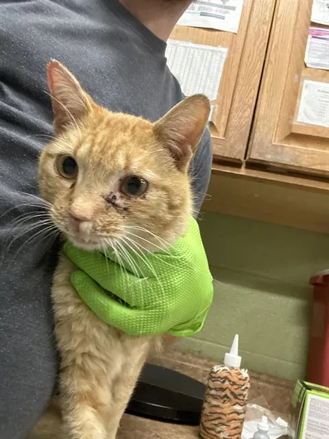A young small-sized male Domestic Short Hair cat named Penne for adoption in Indianapolis, IN