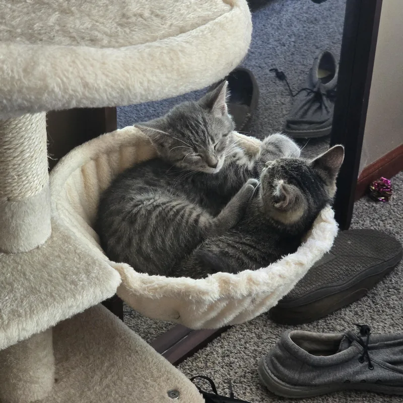 A baby medium-sized female Tabby (Gray / Blue / Silver) Domestic Short Hair cat named Mira for adoption in East Lansing, MI