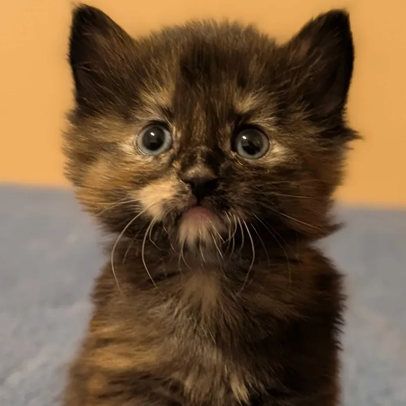 A baby medium-sized female Tortoiseshell Domestic Long Hair cat named Dede for adoption in Wilsonville, OR