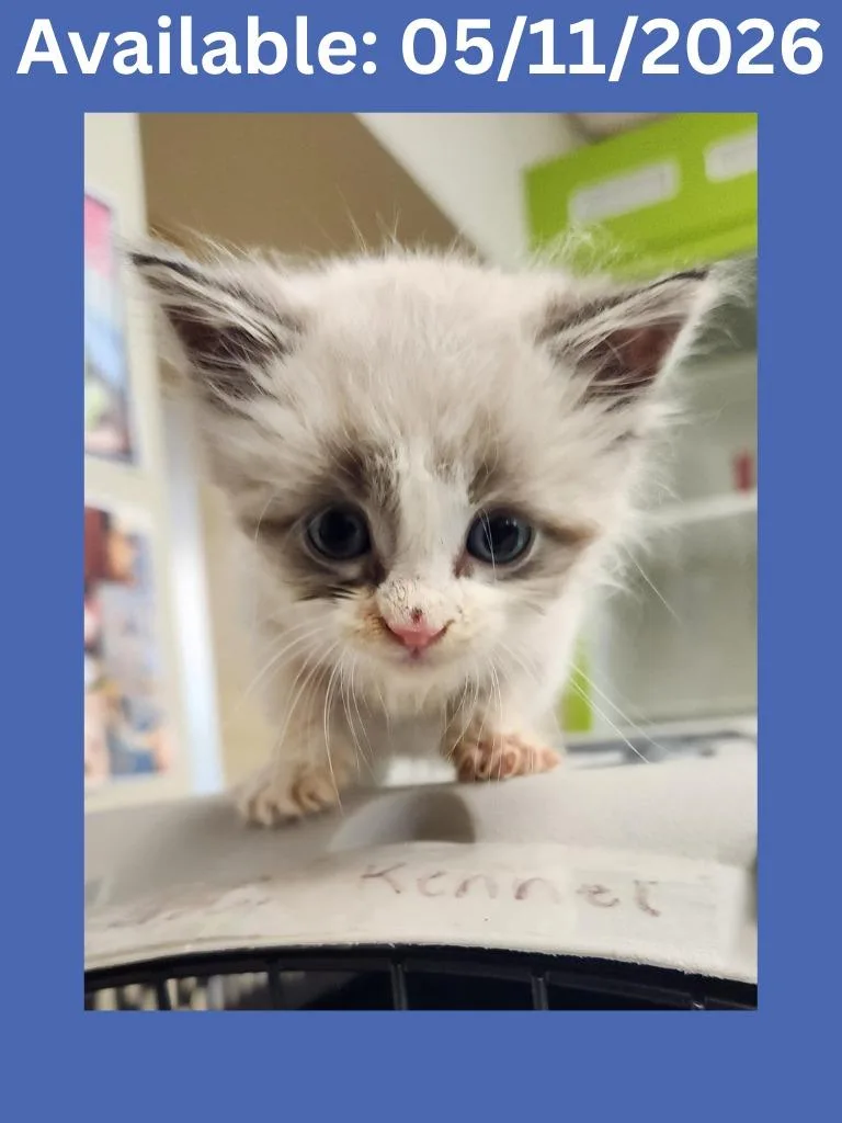 A baby small-sized male Siamese cat named Cat Kennel for adoption in Greenville, TX