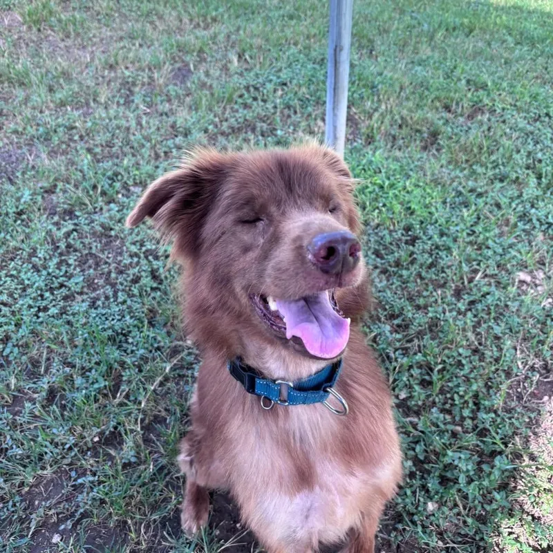 An adult large-sized male Australian Shepherd dog named Marley for adoption in Blountville, TN