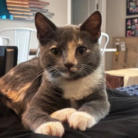 A baby small-sized female Calico Domestic Short Hair cat named Leia for adoption in Houston, TX