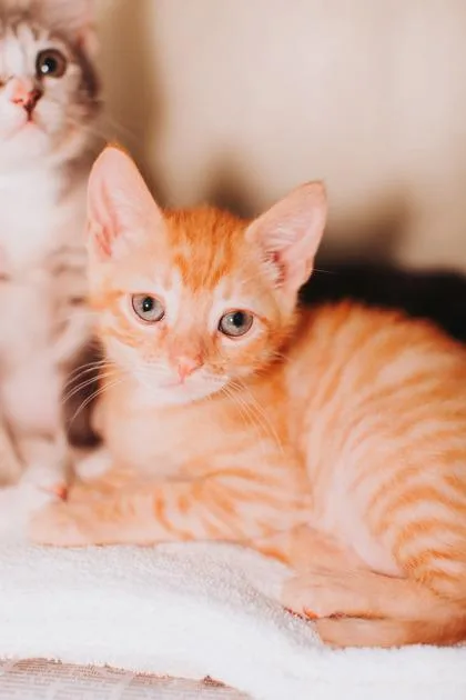 A baby small-sized male Domestic Short Hair cat named a Blynkyn for adoption in North Charleston, SC