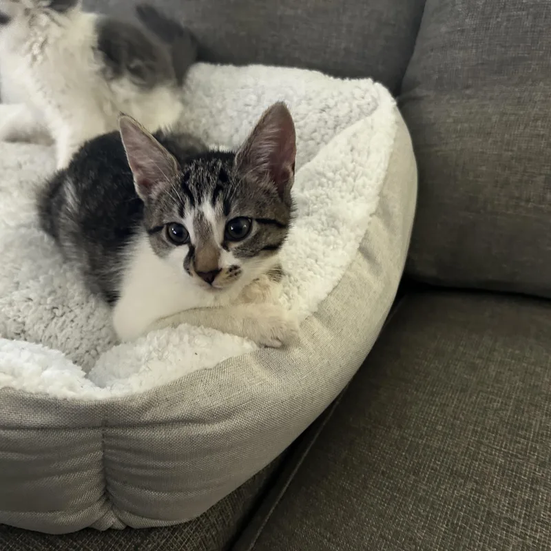 A baby small-sized female Domestic Short Hair cat named Pixie Stick for adoption in Warminster, PA