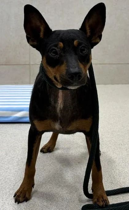 An adult small-sized male Miniature Pinscher dog named Zeke for adoption in Honolulu, HI