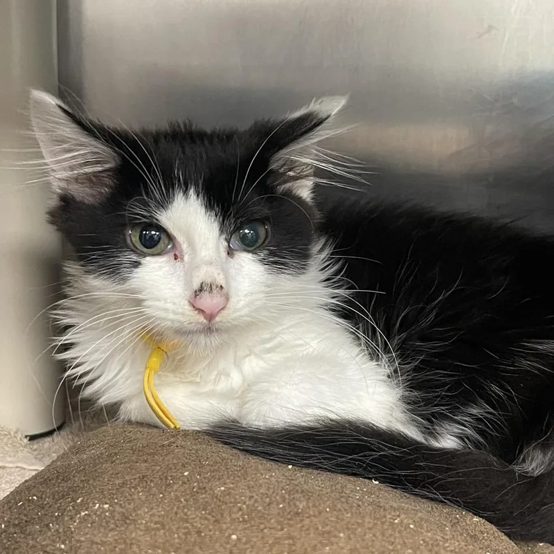 A baby small-sized male Black Domestic Short Hair cat named Steve for adoption in Mentor, OH