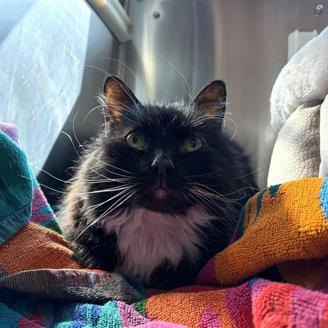 A senior small-sized male Domestic Medium Hair cat named Winston for adoption in Centerville, MA