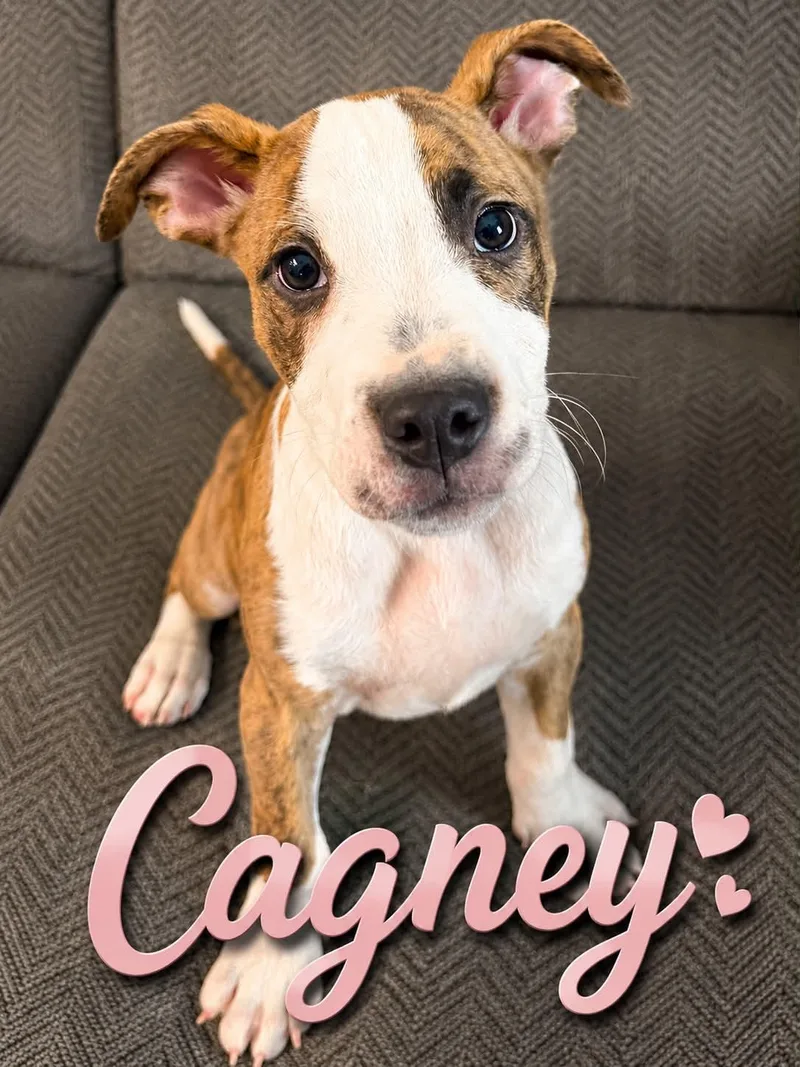 A baby medium-sized male Golden Mixed Breed dog named Cagney for adoption in Hop Bottom, PA