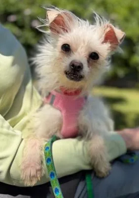A senior small-sized female White / Cream Maltese dog named Iris for adoption in Santa Paula, CA