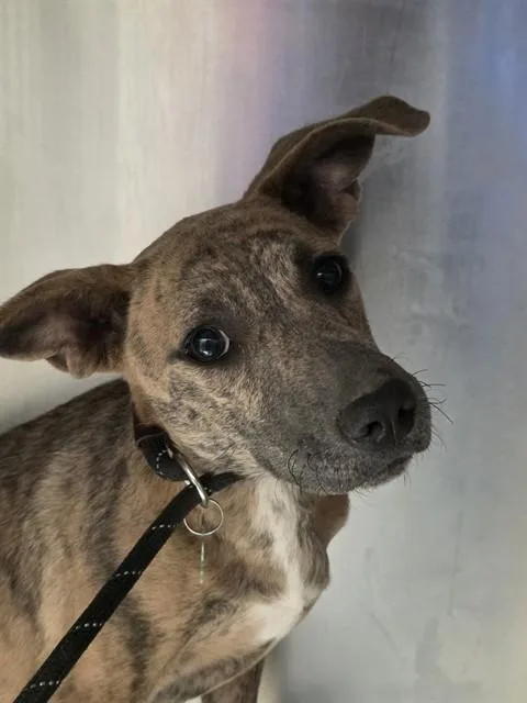 A young medium-sized female Carolina Dog dog named Safari for adoption in Tucson, AZ