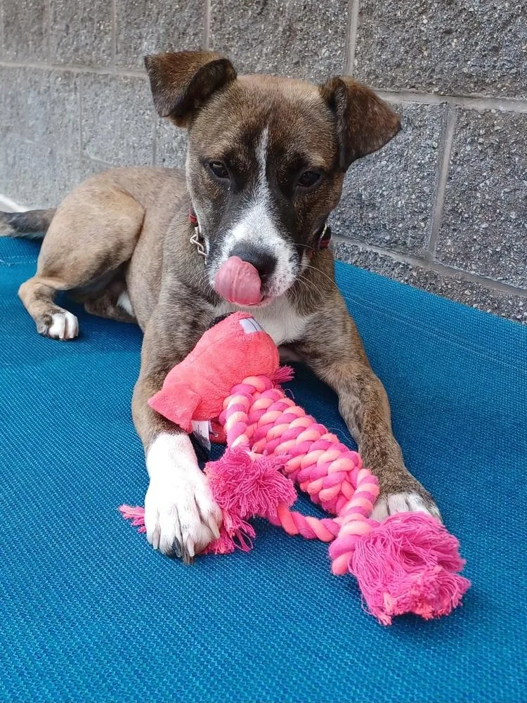 An adult medium-sized male Tricolor (Brown, Black, & White) Mixed Breed dog named Butch for adoption in Kalamazoo, MI