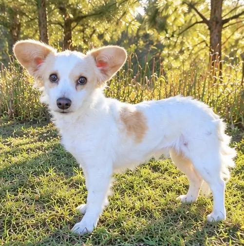 A young small-sized male White / Cream Chihuahua dog named Roy for adoption in Foley, AL