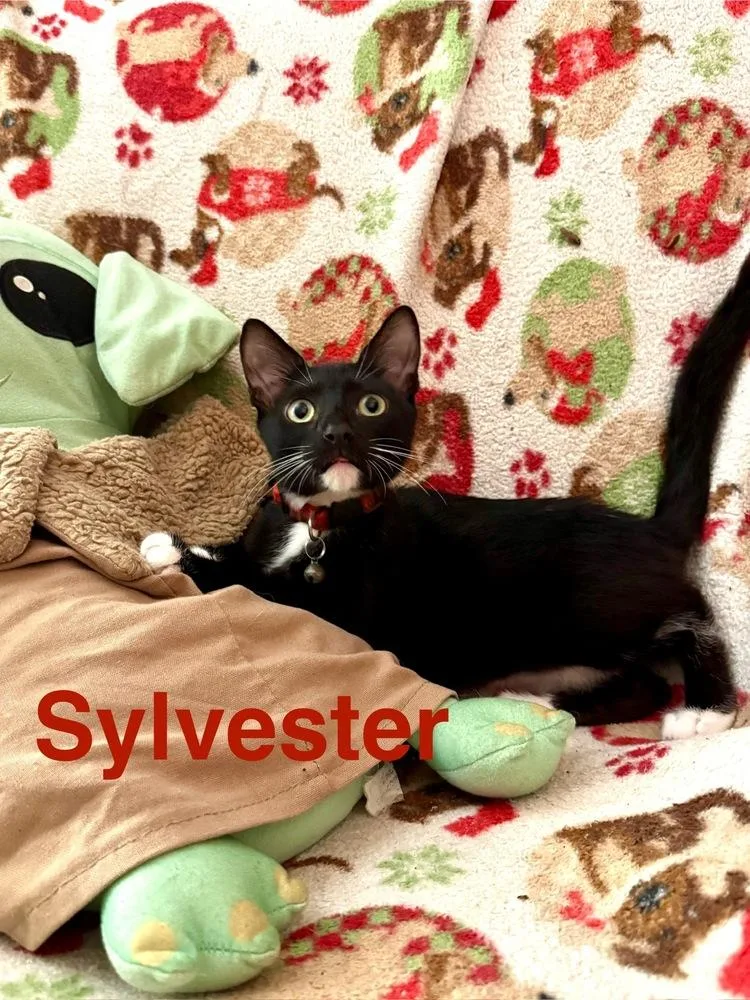 A baby small-sized male Black & White / Tuxedo Domestic Short Hair cat named Sylvester for adoption in Orlando, FL