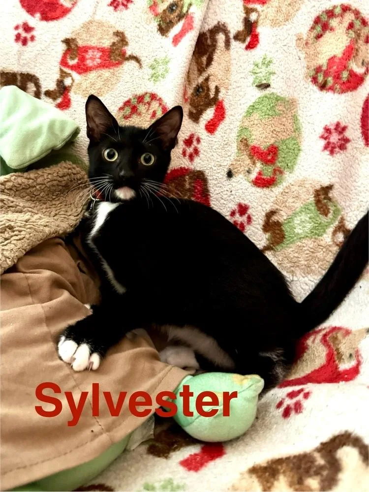 Sylvester thumbnail 2