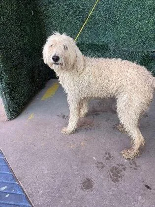 An adult large-sized male White / Cream Golden Retriever dog named Shaggy for adoption in El Paso, TX