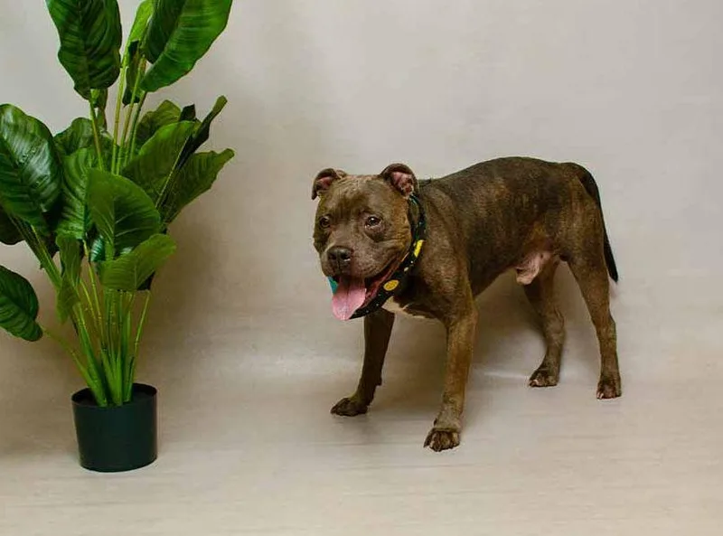 An adult large-sized male Gray / Blue / Silver Terrier dog named Rocket for adoption in Sanford, FL